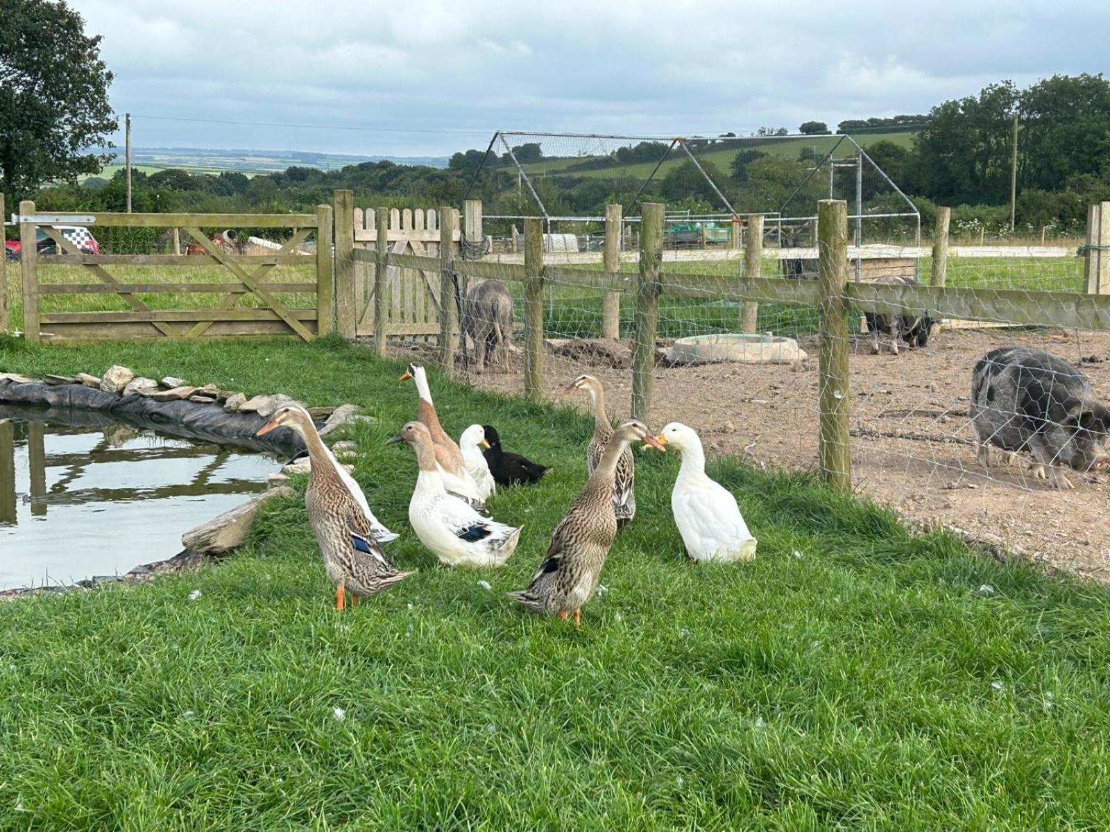 Yetland Farm Holiday Cottages Combe Martin Extérieur photo